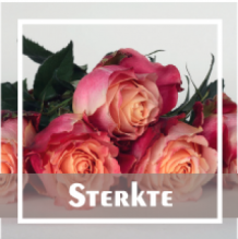 Sterkte